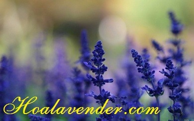 Học bán sỉ hoa Lavender dễ dàng cùng shop hoa khô Quang Minh