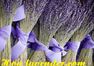 Khám phá các shop bán sỉ hoa lavender !