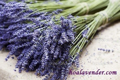 Mang hoa Lavender khô phục vụ cuộc sống những ngày mưa gió ở TP.HCM