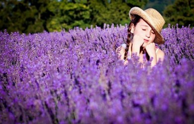 Mặt bằng giá của các shop bán sỉ hoa lavender