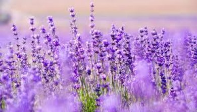 Mua hoa lavender khô TP. HCM- Bí mật một loài hoa