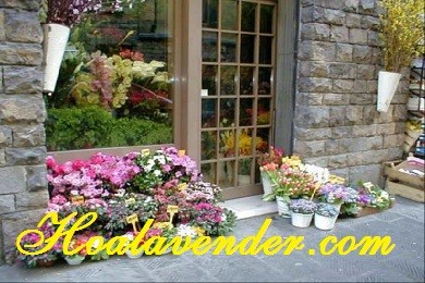 Nên chọn mua hoa Lavender tại Tphcm chất lượng ở đâu?