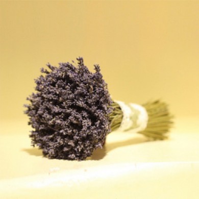 Những điều cần biết về chỗ bán sỉ hoa lavender tại TPHCM