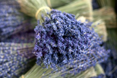 Những lý do bạn nên mua hoa lavender khô tặng người yêu