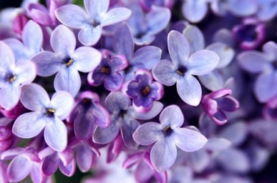 Những tiện ích khi mua hoa lavender khô TP. HCM online