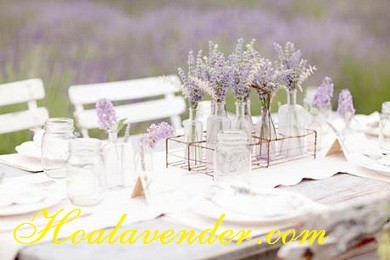Shop bán sỉ hoa Lavender đón đầu xu hướng thưởng hoa oải hương