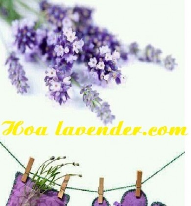Shop bán sỉ hoa lavender – làn gió mới trong cuộc sống!