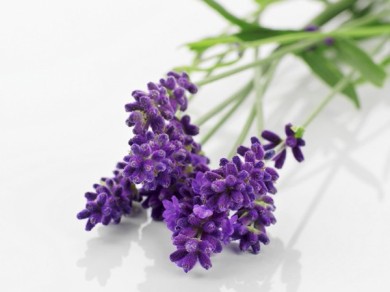 Tại sao bán sỉ hoa Lavender lại trở thành cơn sốt?