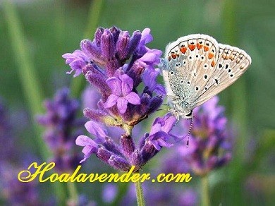 Thắc mắc Hoa lavender khô có thơm không?