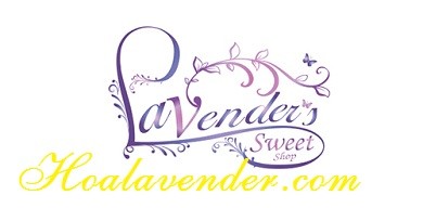 {Típ bỏ túi} Shop bán sỉ hoa Lavender giá cự hot!